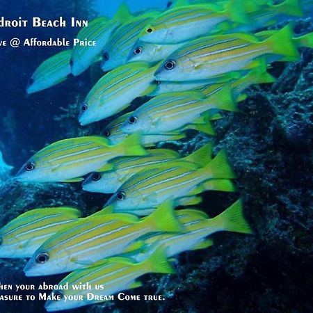 Adroit Beach Inn Guraidhoo (Kaafu Atoll) Luaran gambar
