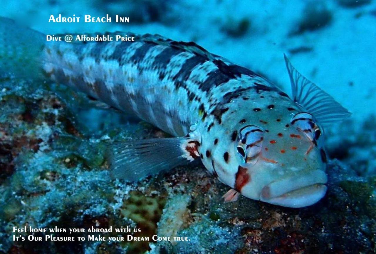 Adroit Beach Inn Guraidhoo (Kaafu Atoll) Luaran gambar
